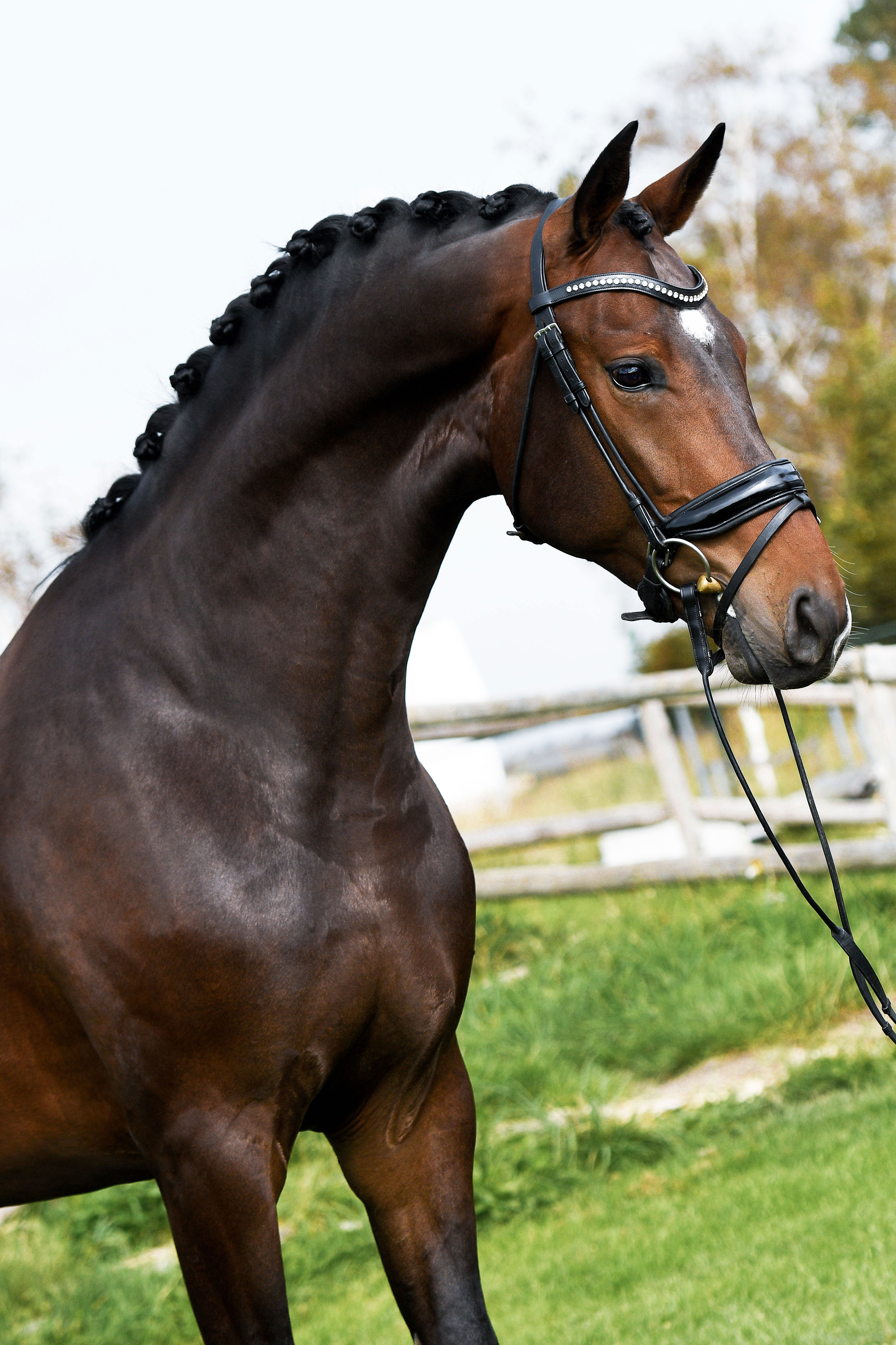 Montreux – in beweging 3