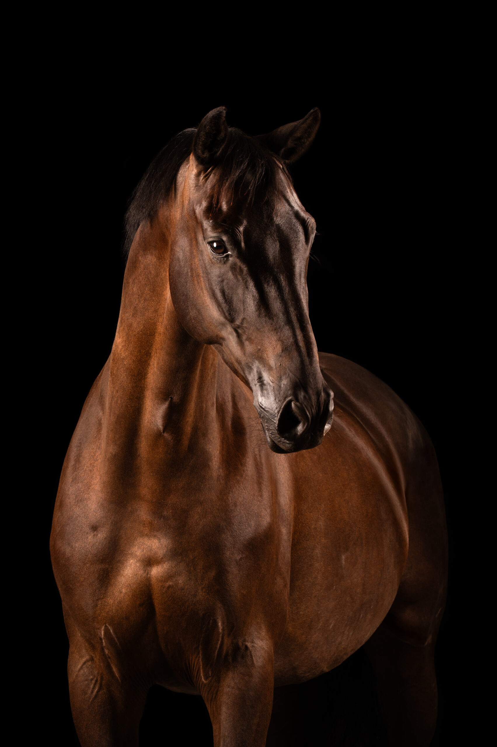 Skagen – Schwarzgold × Gribaldi