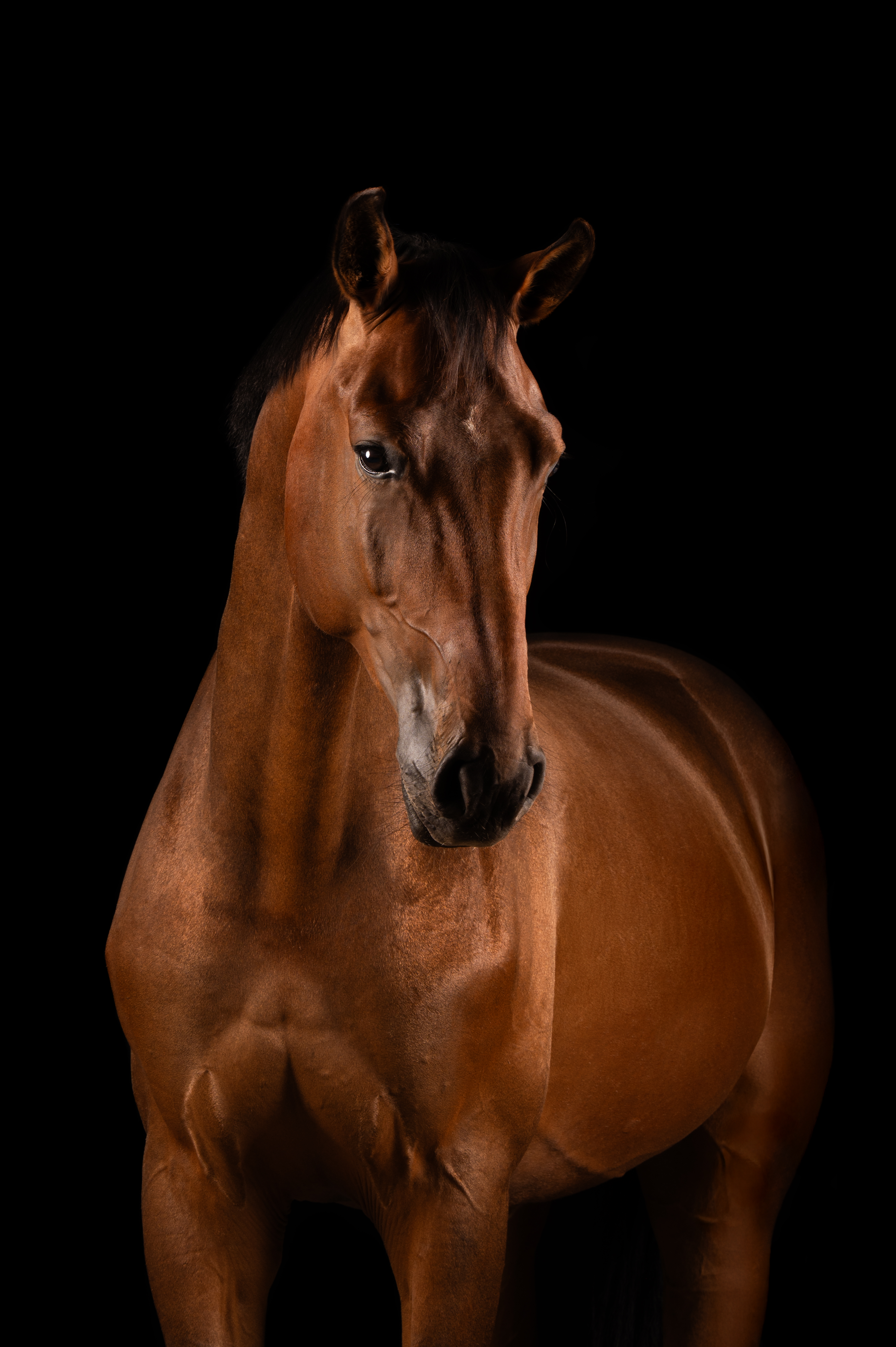 Batik’s King – Kingston Blue Horse × Baroncelli