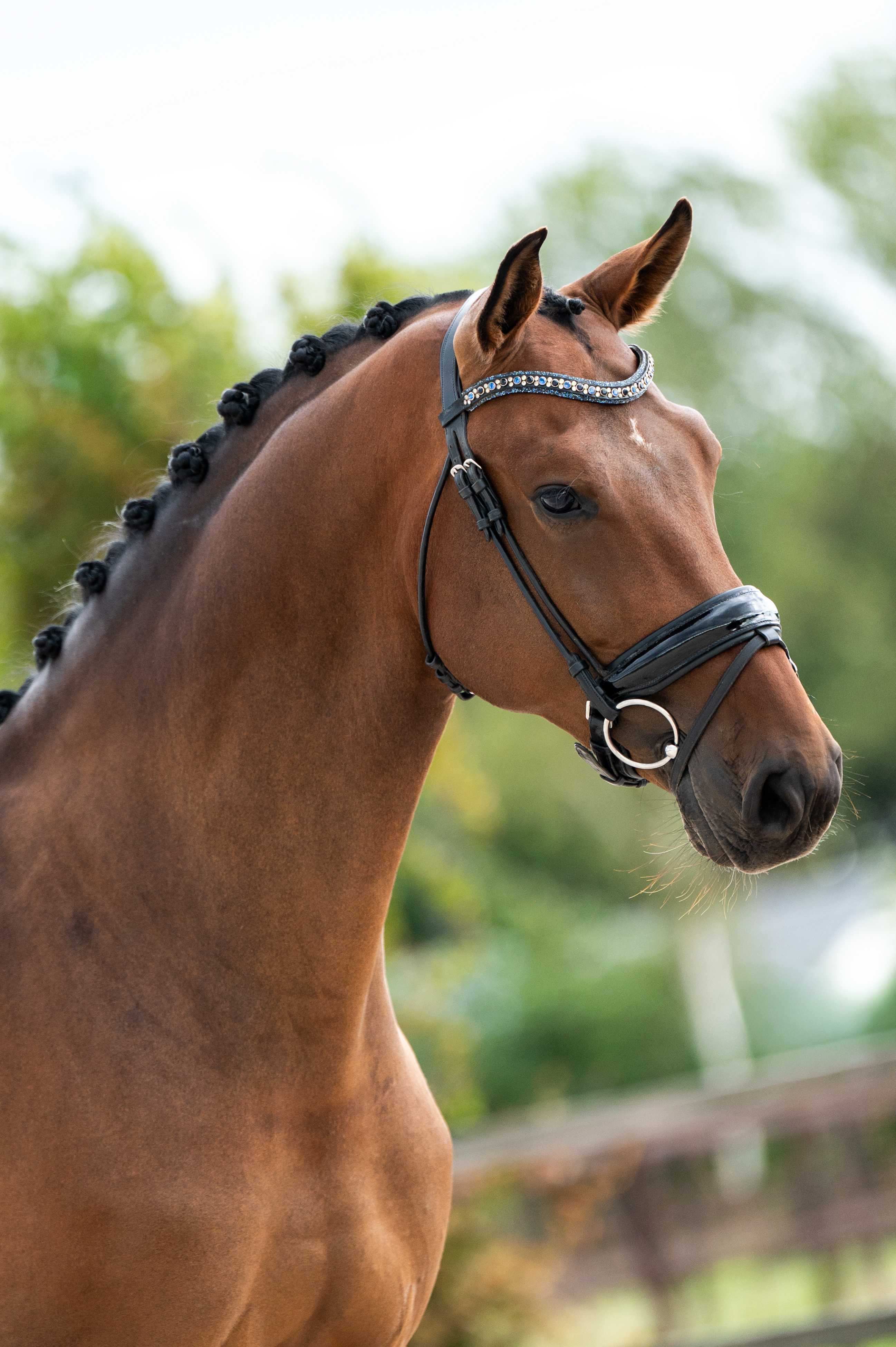 Batik’s King – portret