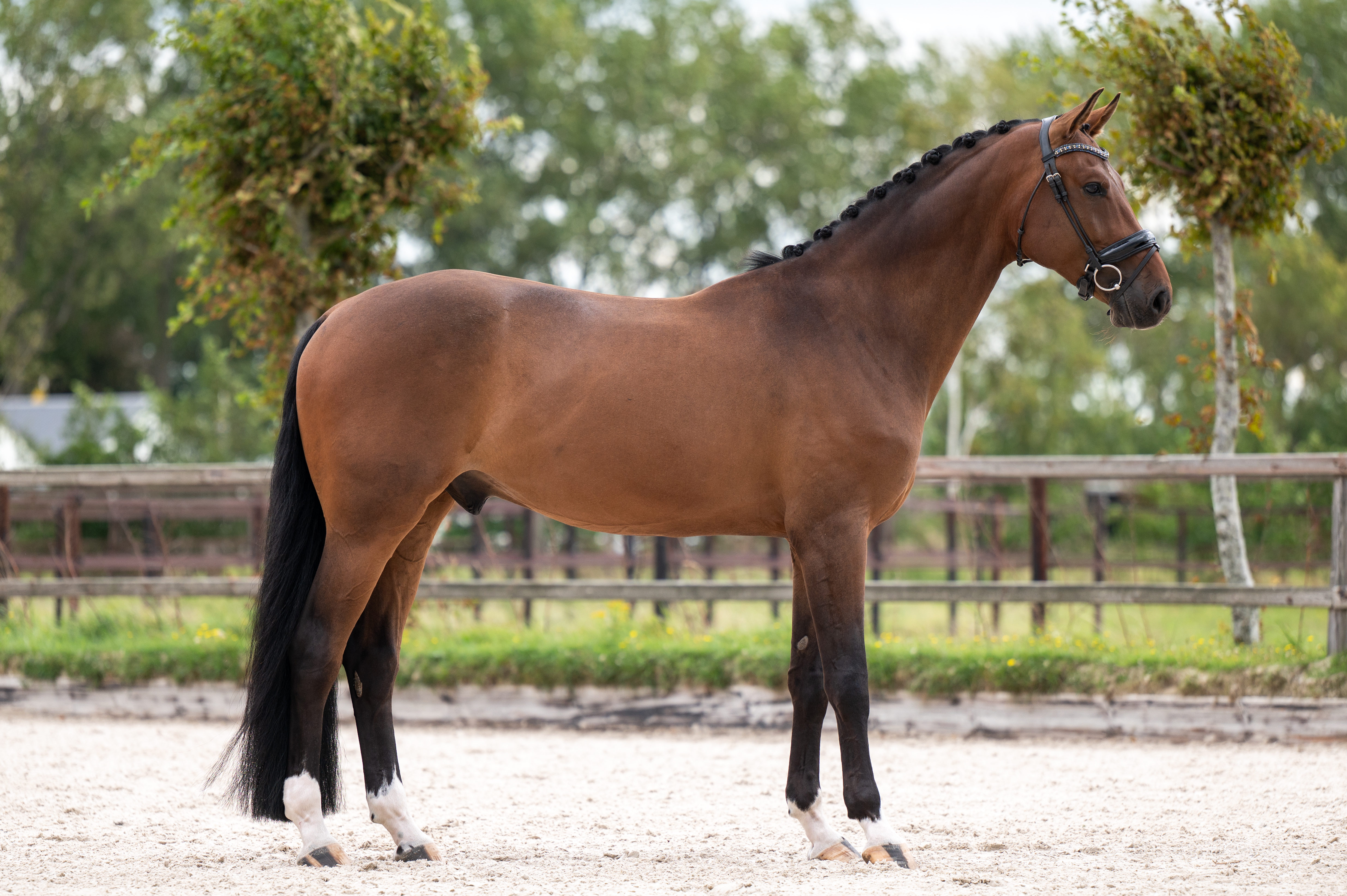 Batik’s King – zijaanzicht