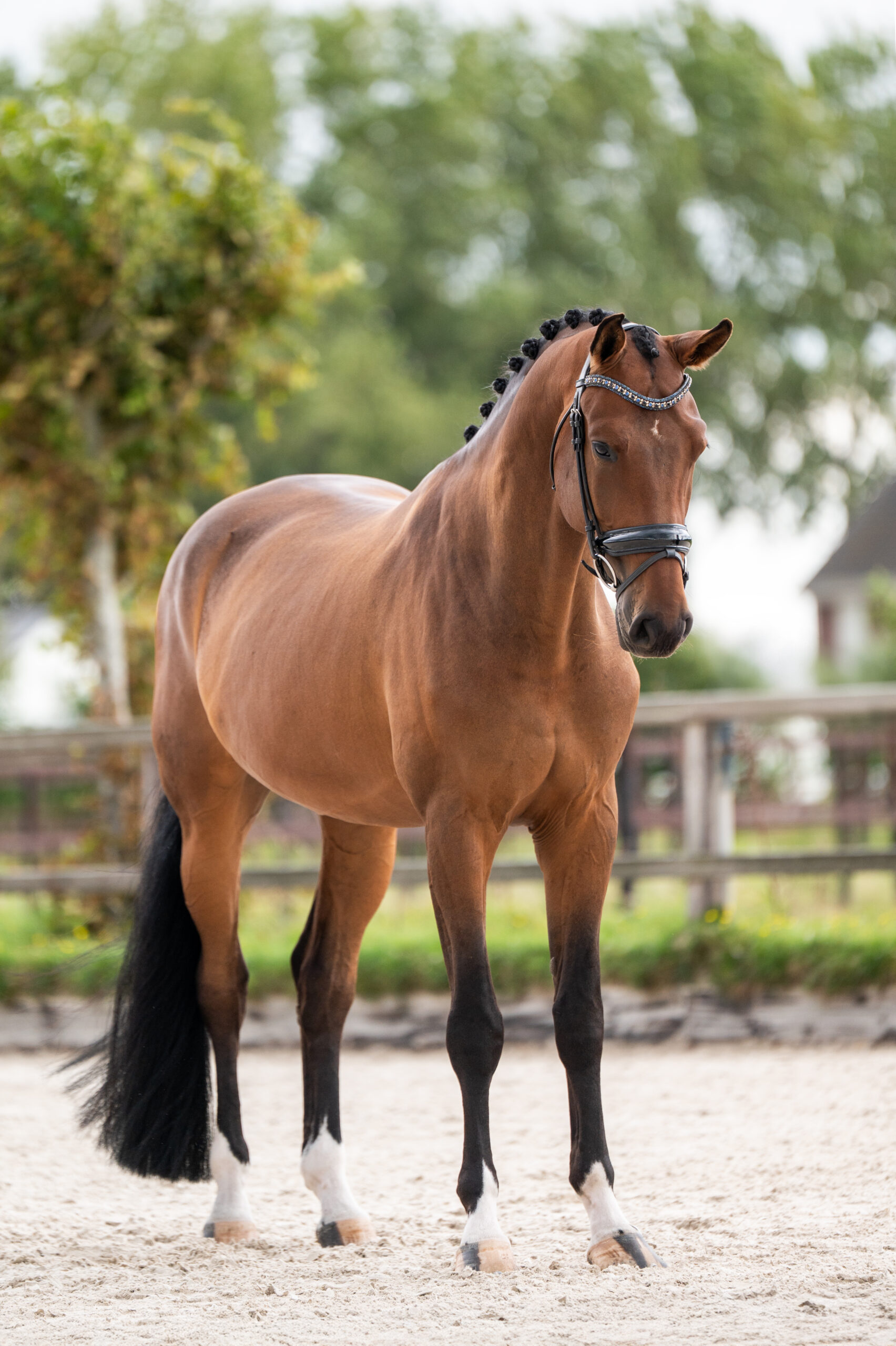 Batik’s King – training