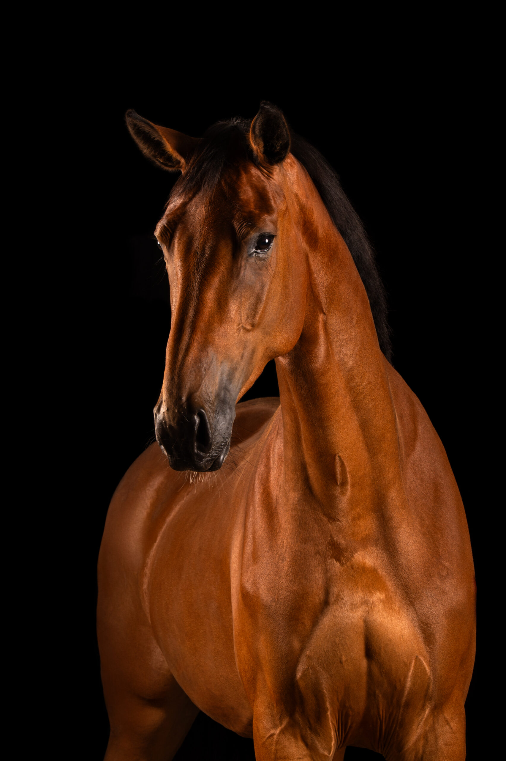 Coocookachou (Kaatje) – Rockstar × Travolta’s Nieuwmoed