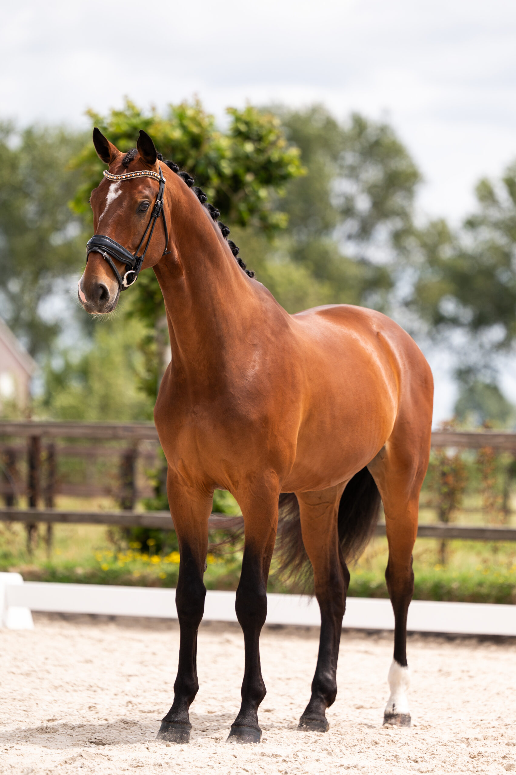 Oklahoma – zijaanzicht onder het zadel