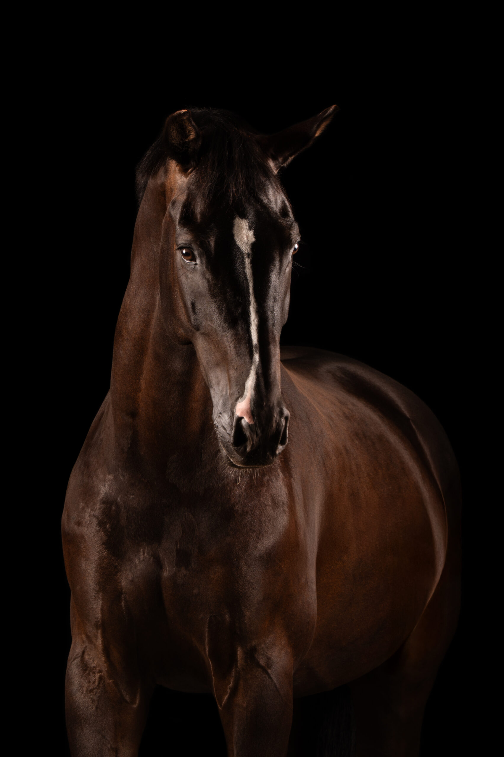 Omega – Kingston Blue Horse × Vivaldi