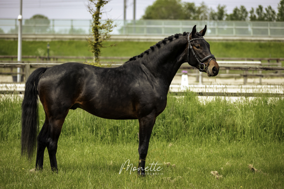 RioVicto S – training