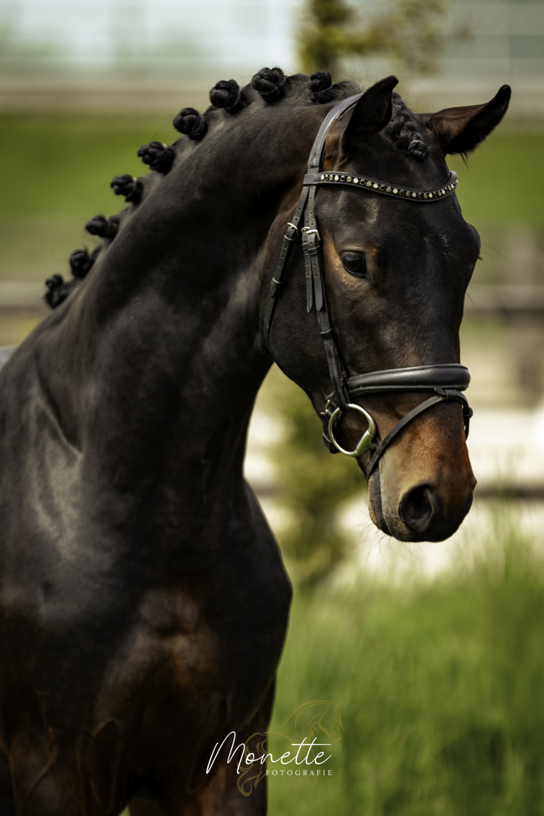 RioVicto S – detail