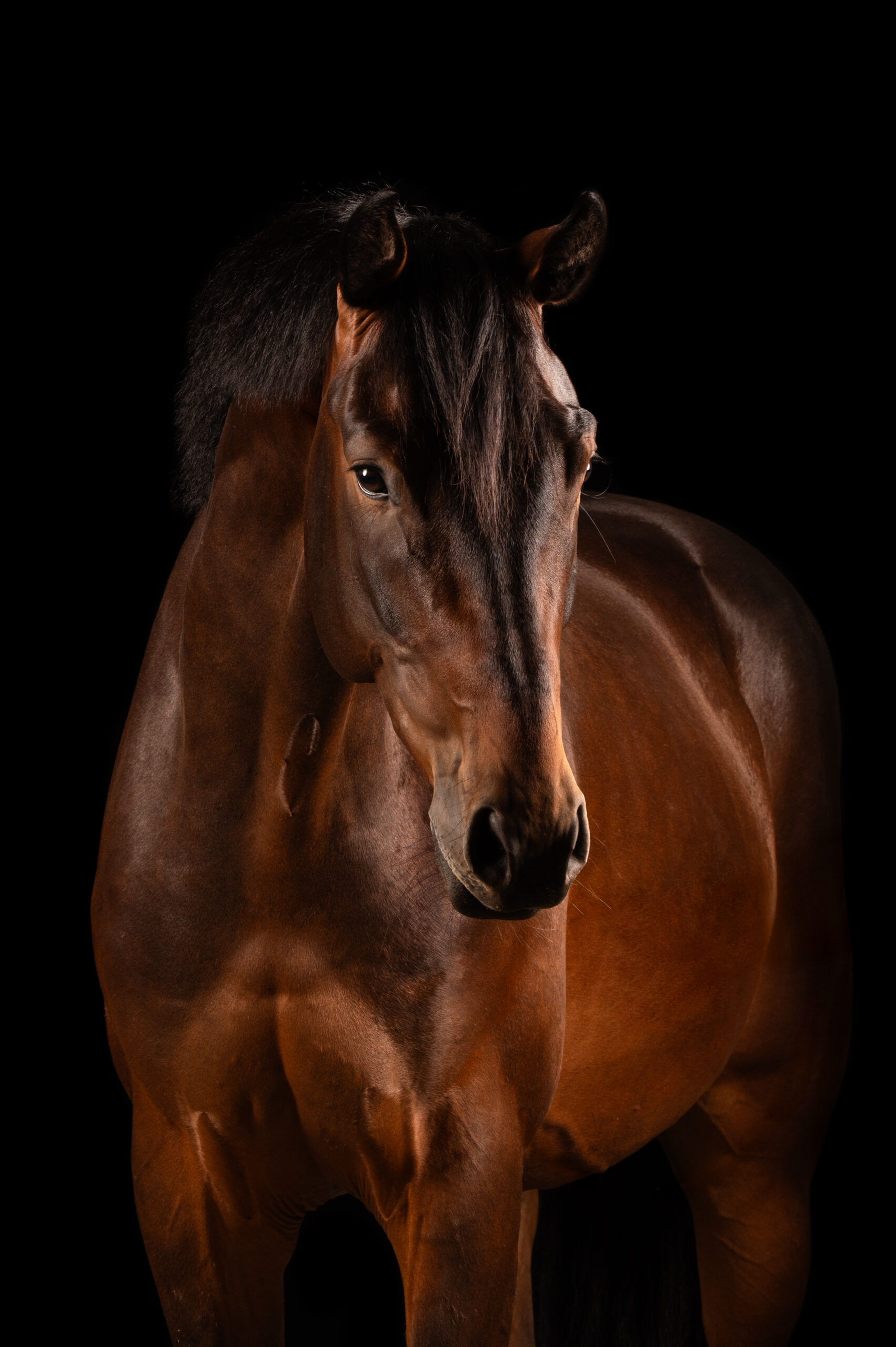 RioVicto S – Vicorio Grande × Fiamingho MS