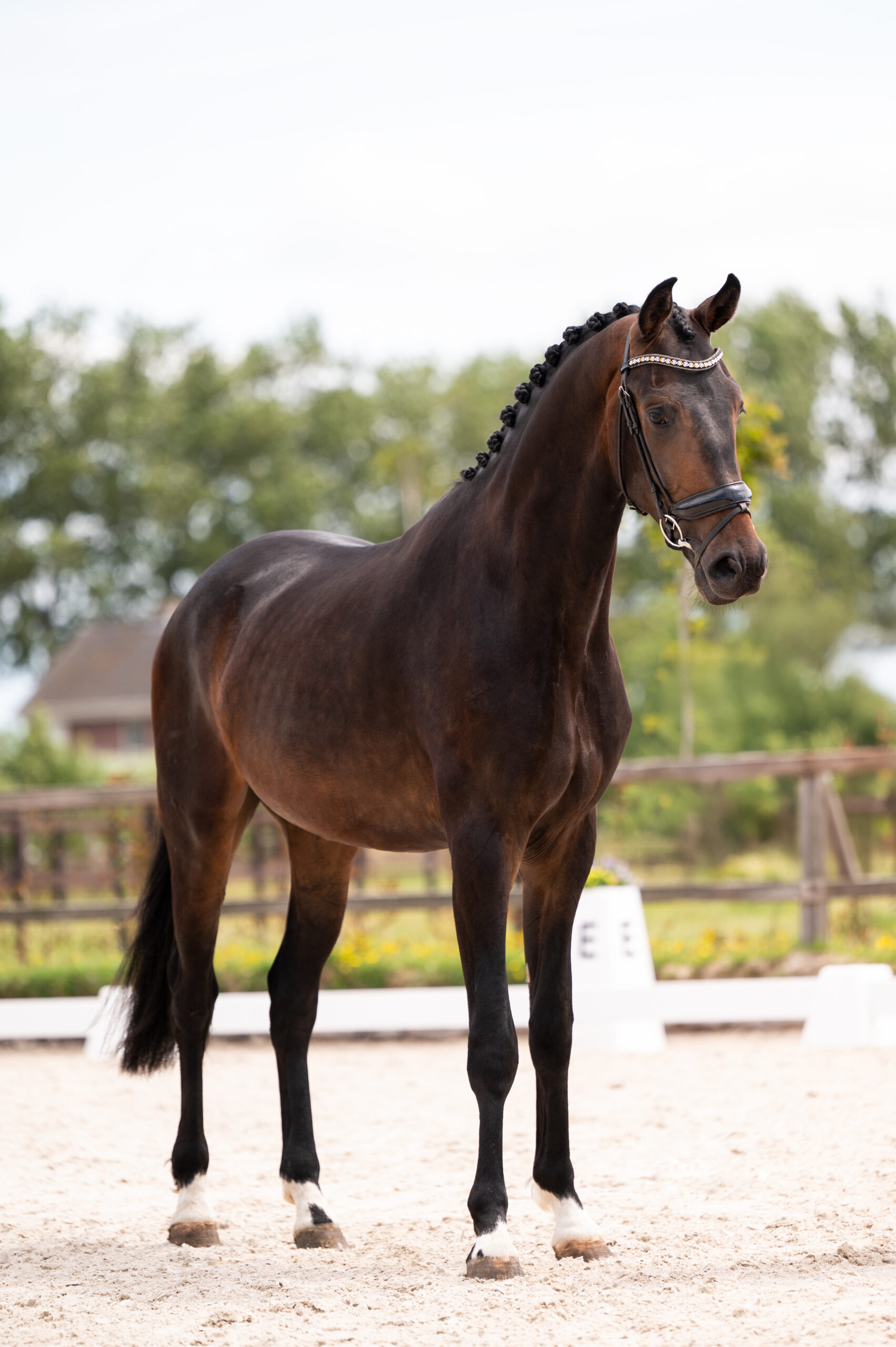 Sincero De Baian – zijaanzicht