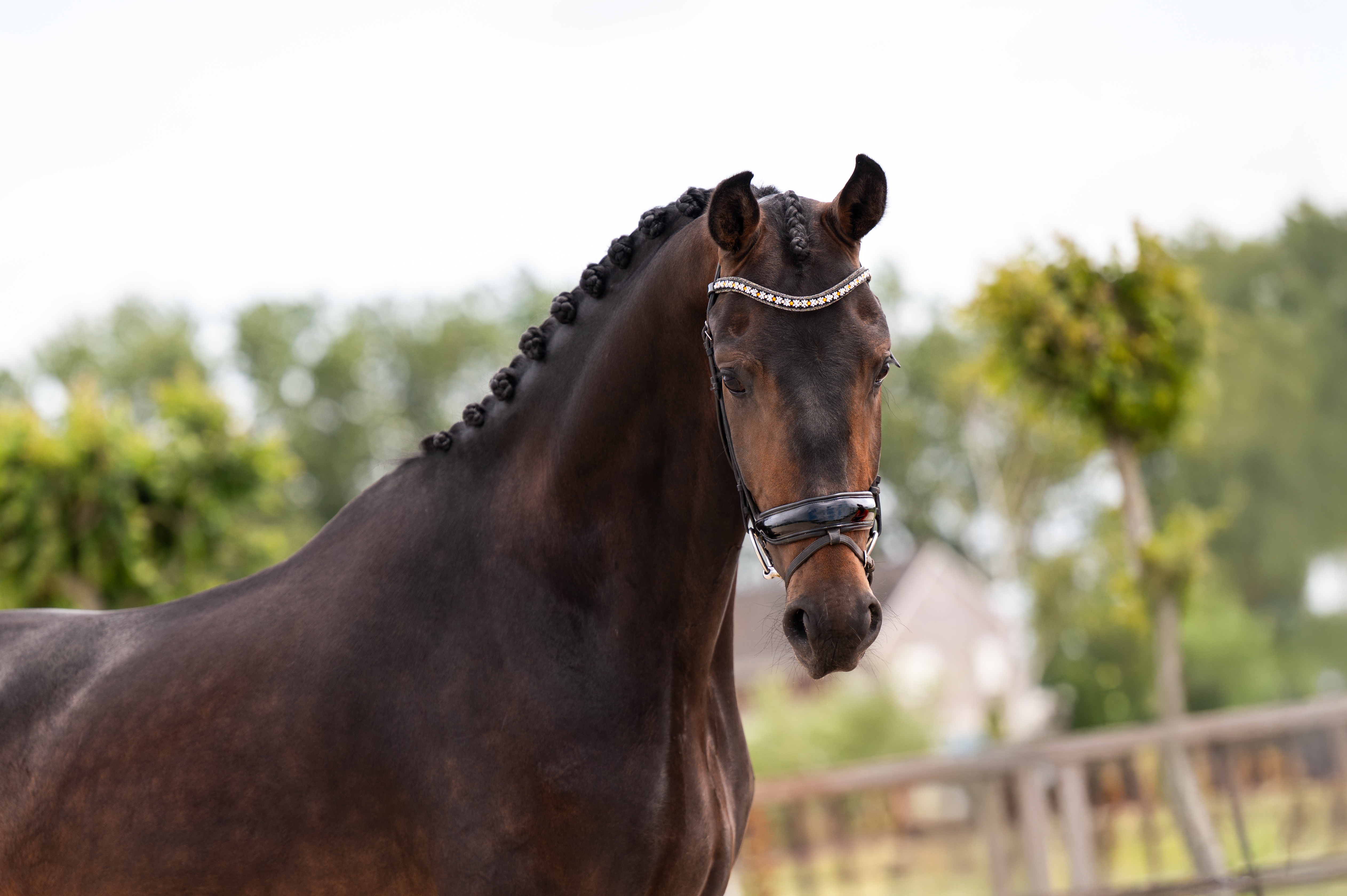 Sincero De Baian – training