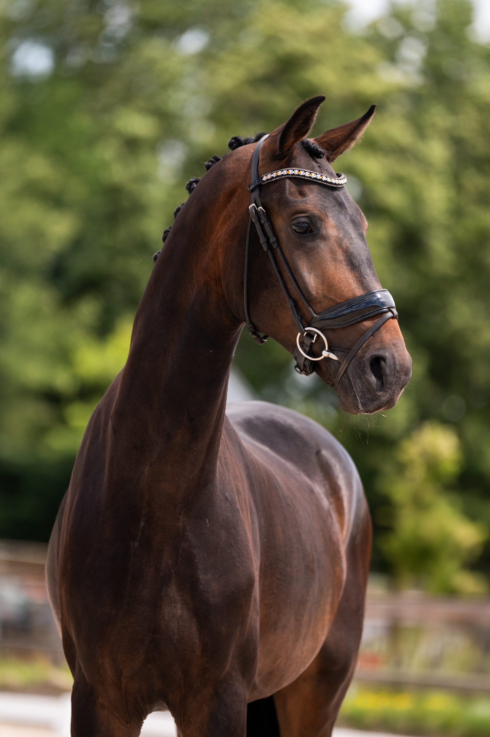 Sincero De Baian – in beweging