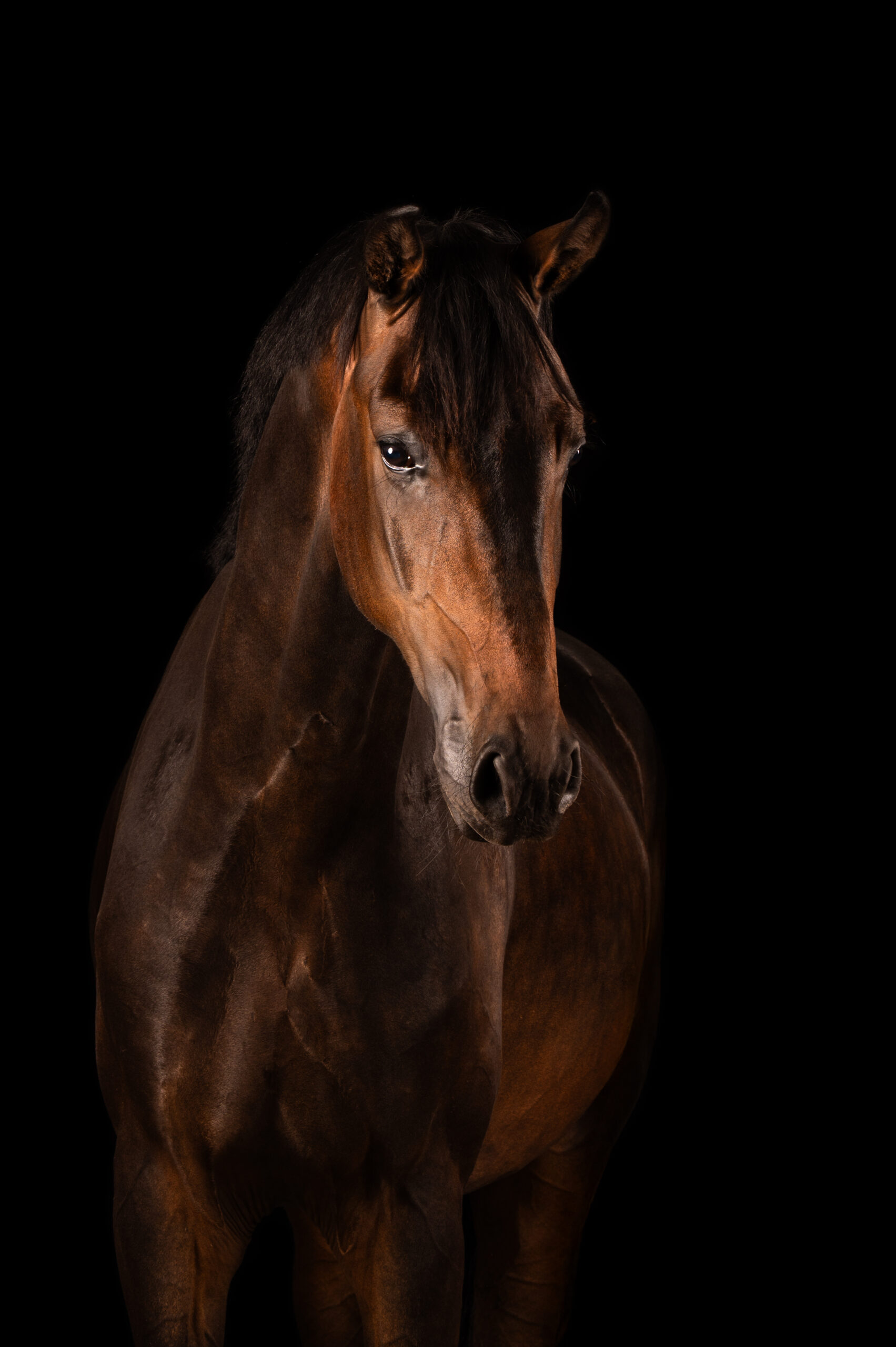 Sincero De Baian – For Romance × Negro