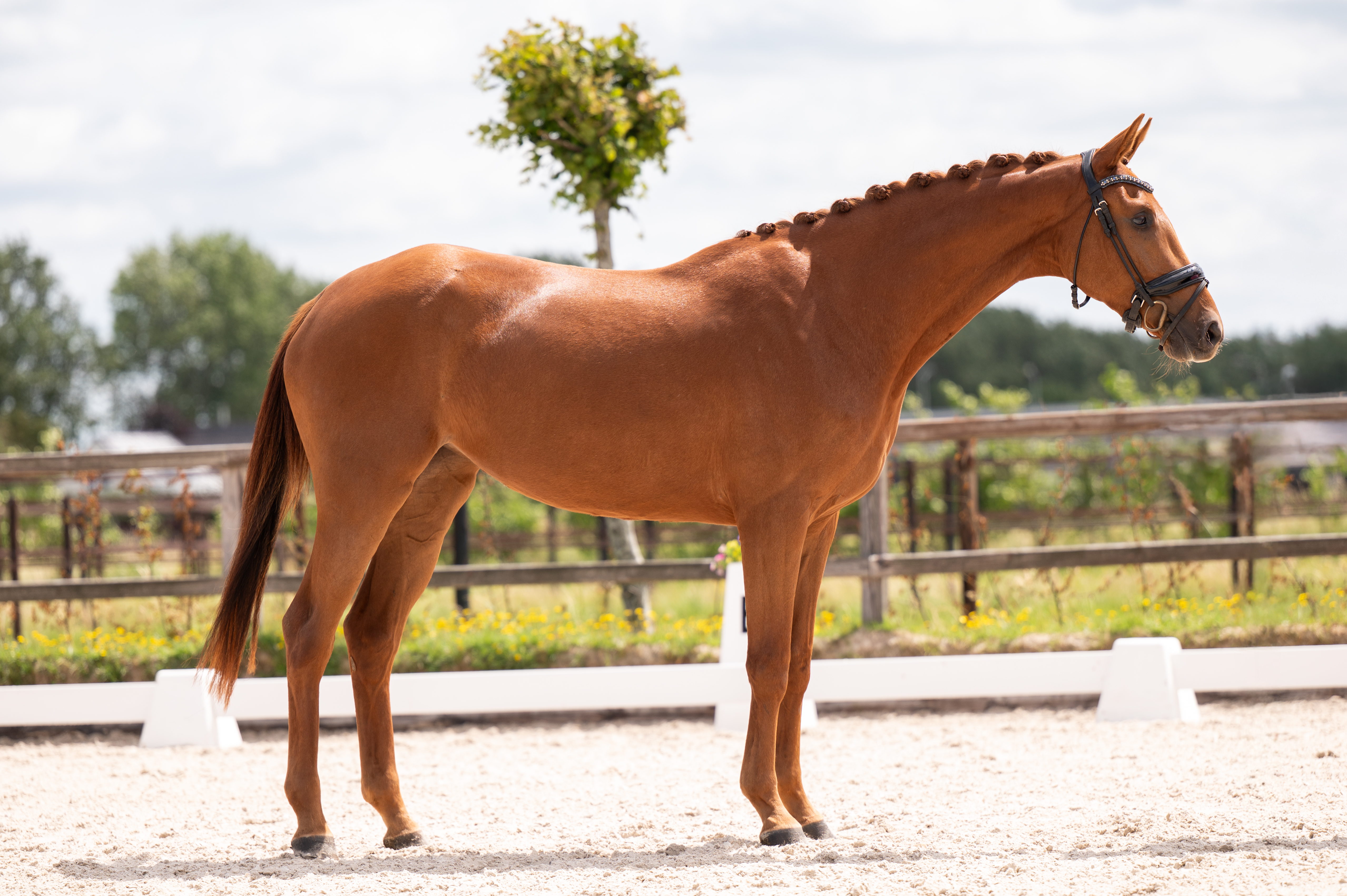 Summerbel Taonga – draf