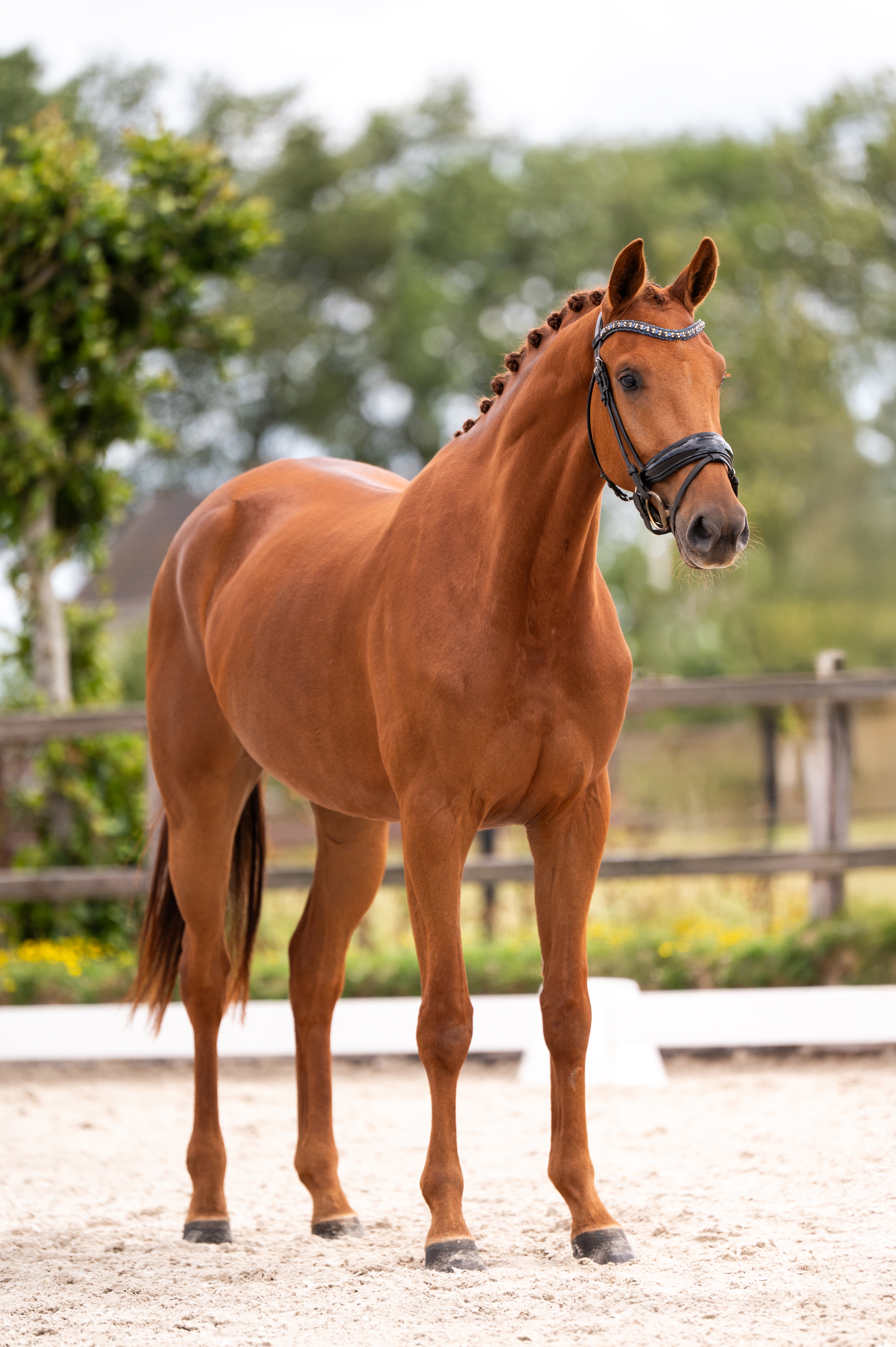 Summerbel Taonga – galop